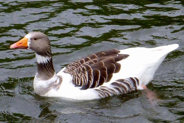 Canada goose - possibly gander.jpg